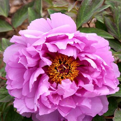 Blue Hibiscus Peony