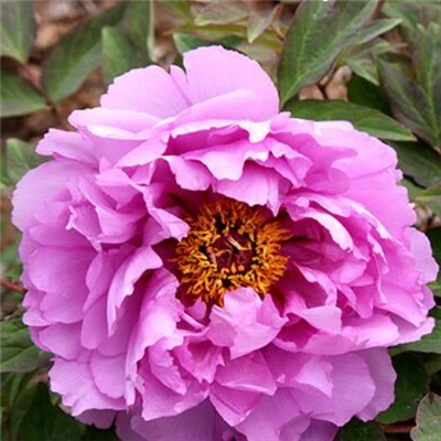 Blue Hibiscus Peony